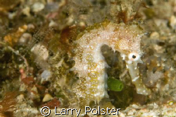 Thorny Seahorse, D300, 105VR by Larry Polster 